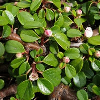 Cotoneaster morrisonensis BSWJ 3386